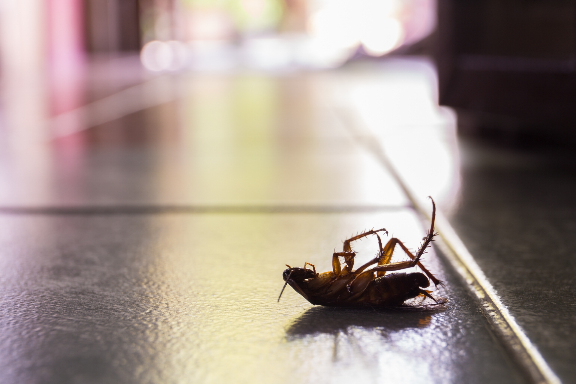 Cockroach Control, Pest Control in Catford, Hither Green, SE6. Call Now 020 8166 9746