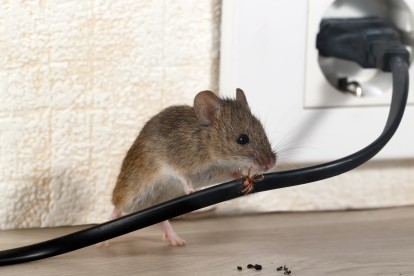 Pest Control in Catford, Hither Green, SE6. Call Now! 020 8166 9746