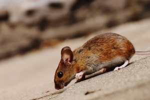 Mouse extermination, Pest Control in Catford, Hither Green, SE6. Call Now 020 8166 9746