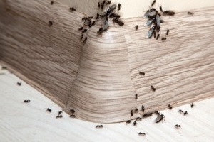 Ant Control, Pest Control in Catford, Hither Green, SE6. Call Now 020 8166 9746