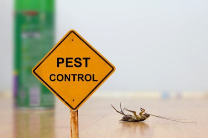 Pest Contol in Catford, Hither Green, SE6. Call Now 020 8166 9746