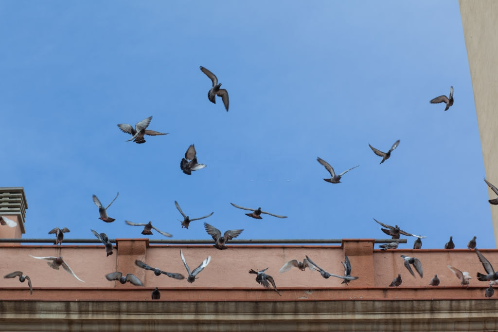 Pigeon Pest, Pest Control in Catford, Hither Green, SE6. Call Now 020 8166 9746