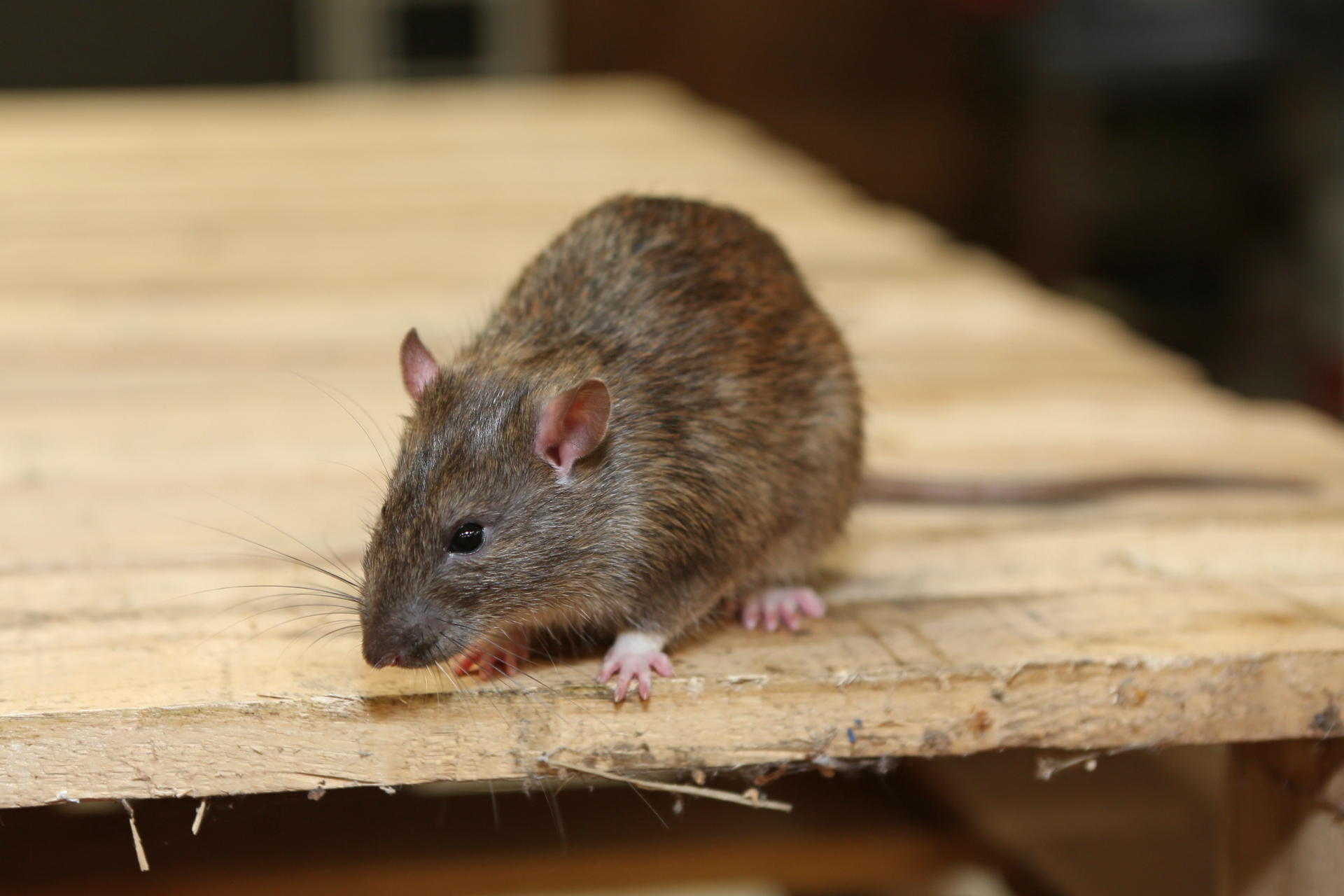 Rat extermination, Pest Control in Catford, Hither Green, SE6. Call Now 020 8166 9746