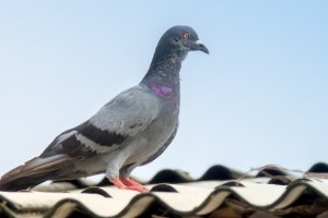 Pigeon Control, Pest Control in Catford, Hither Green, SE6. Call Now 020 8166 9746